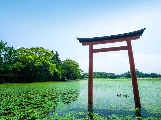 【バスハイク/博多発着/添乗員同行】 年始め!パワースポットで早春開運三社巡り! 宇佐神宮・金運アップのパワースポット富来神社・神秘の薦神社 ~めで鯛♪老舗料理屋「若栄屋」で”鯛茶漬うれしの”のご昼食~3